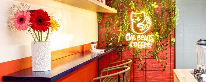 Cover de Cat beans Coffee - Café de Especialidad