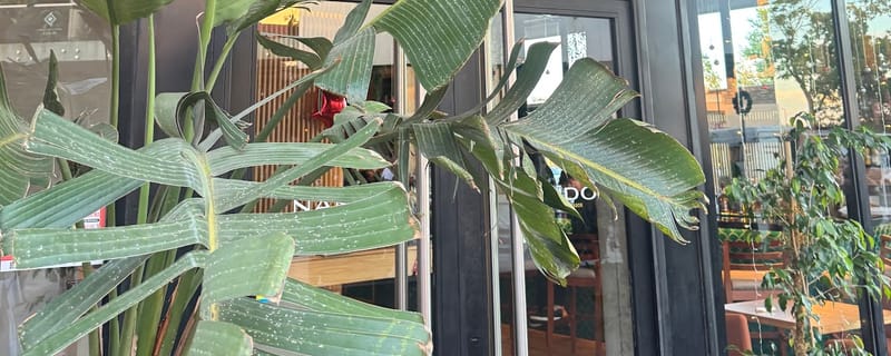Cover de NANDO Restaurant & Mostrador